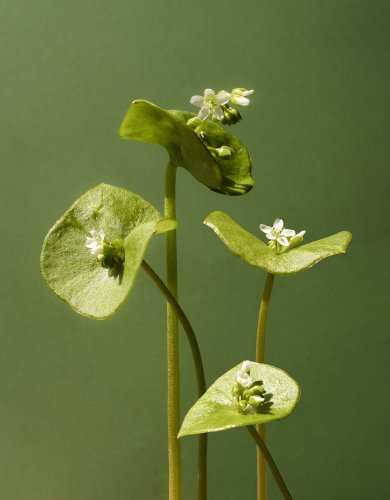 Pflanzenportrait von  Portulakl vor grünem Hintergrund
