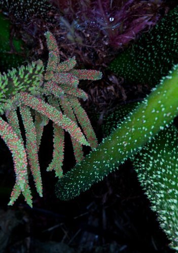 02 Pflanzen Garten Fotografie Angela-Franke