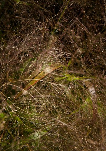 03 Pflanzen Garten Fotografie Angela-Franke