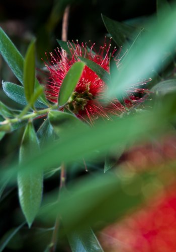 04 Pflanzen Garten Fotografie Angela-Franke