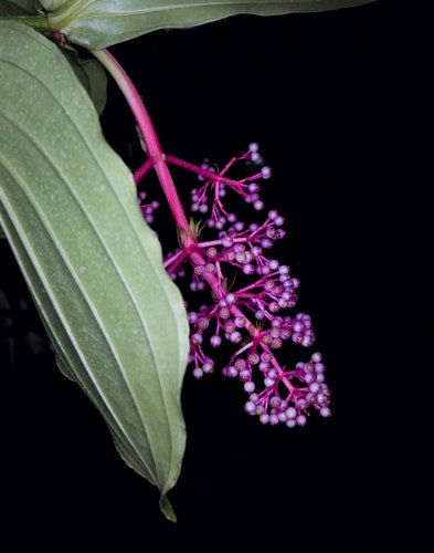 06 Pflanzen Garten Fotografie Angela-Franke